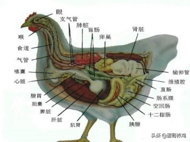 剖检诊断,是根据病死鸡各个内脏器官的综合病症表现,结合鸡疾特征性