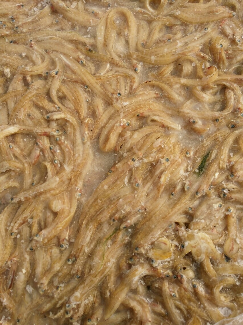 多宝鱼冰鲜鱼料(钢条)