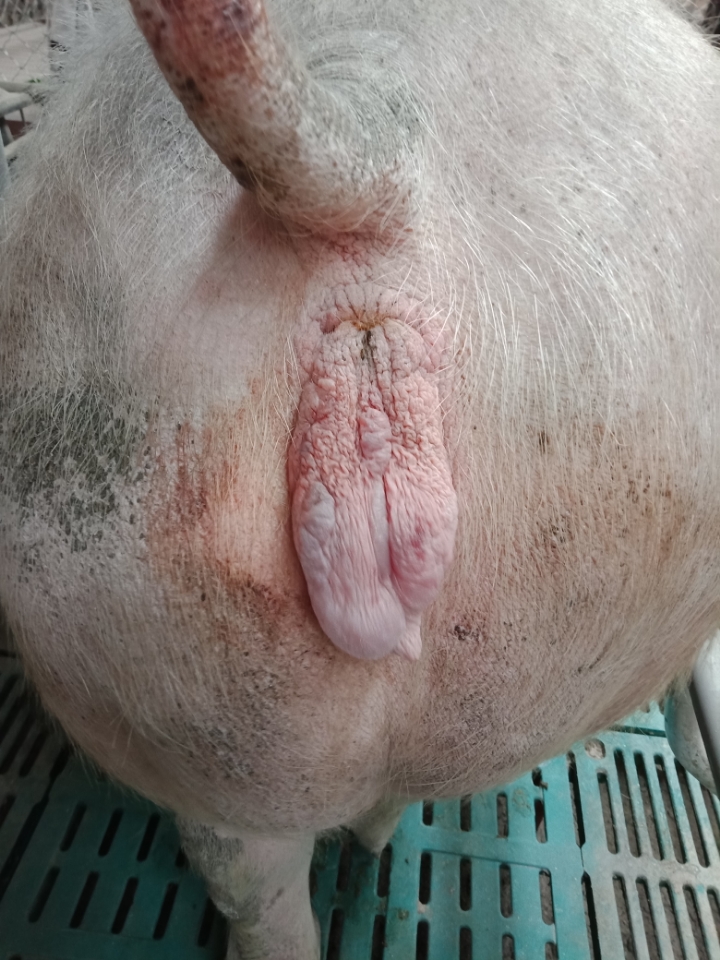 母猪产前水门图片图片