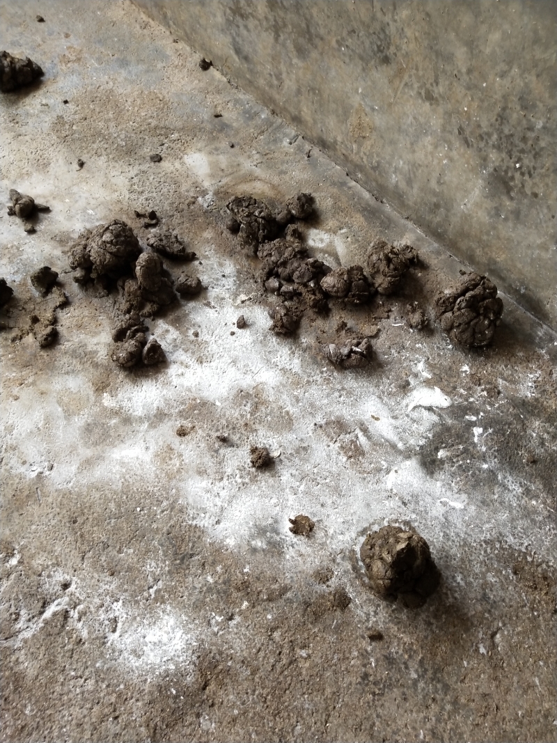 母猪拉的尿干了后有石灰粉一样的东西