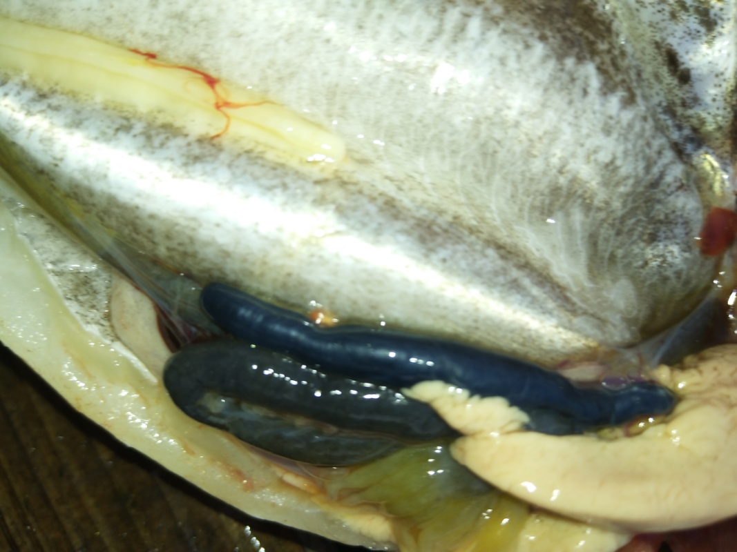 藩医师您好!请问大黄瓜鱼白腮病是什么引起的?有什么特效药?