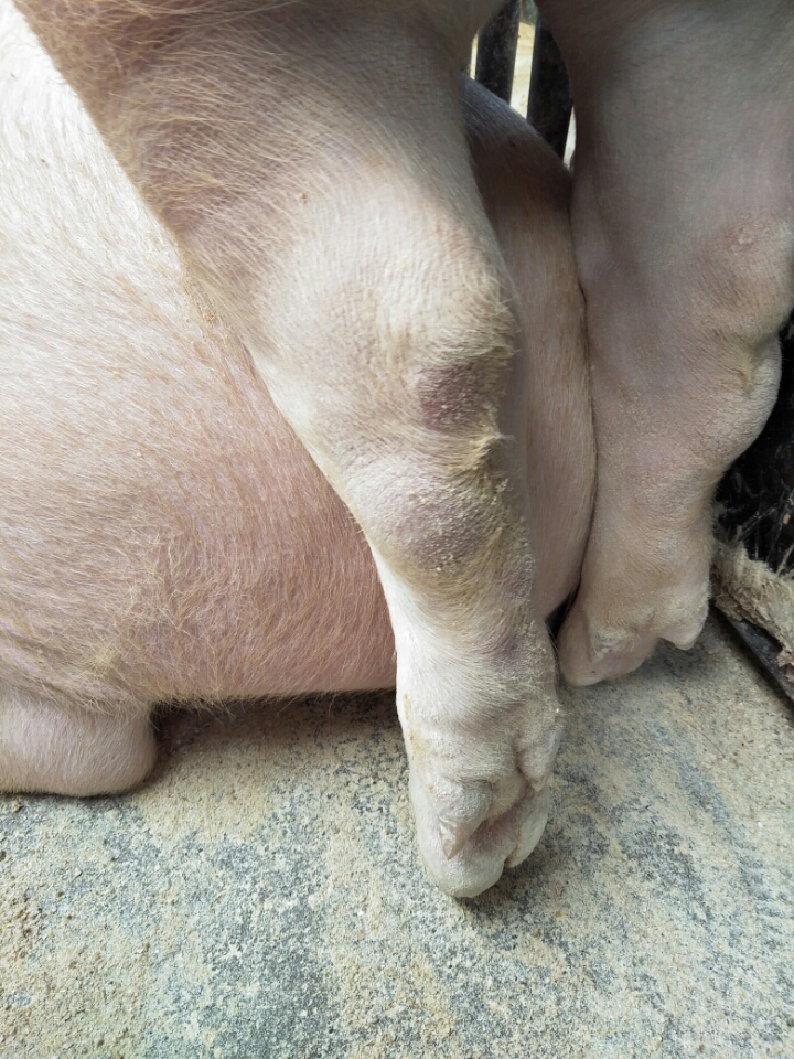 猪关节下放有硬疙瘩,走路疼,传染,用点什么药物老师们?