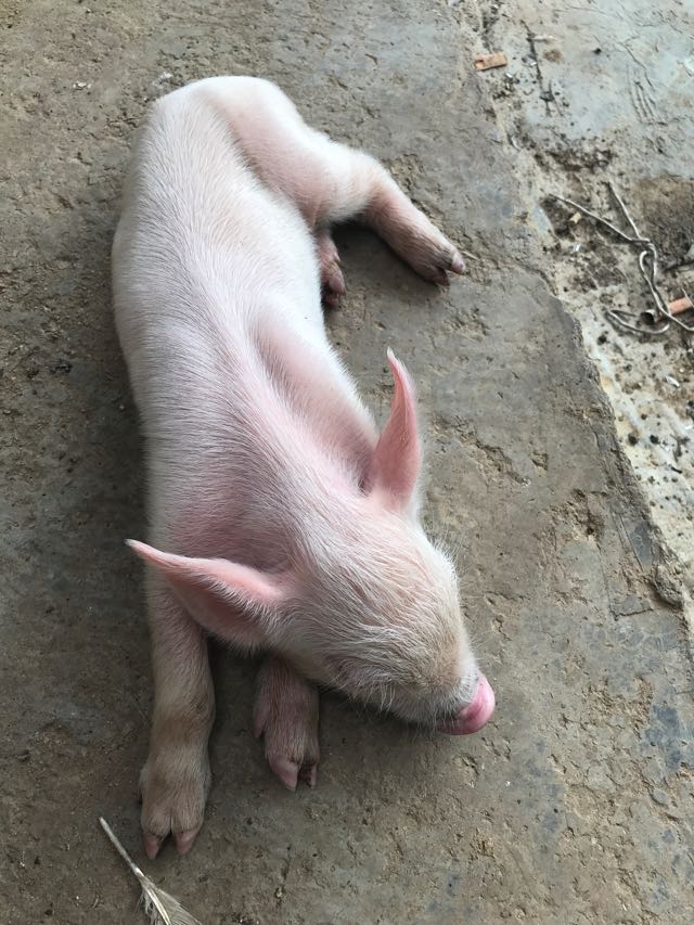 猪病通-猪病问答-问题描述