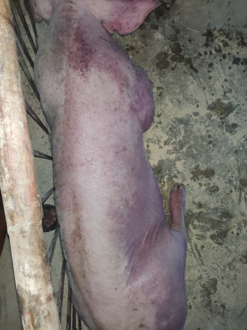 猪体温39.7/卧不起,全身昨天局部发紫,今天发紫面积扩大