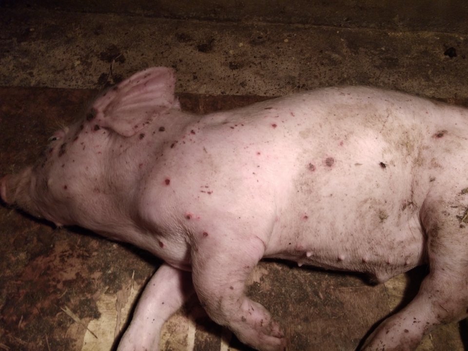 猪氨气中毒症状图片图片