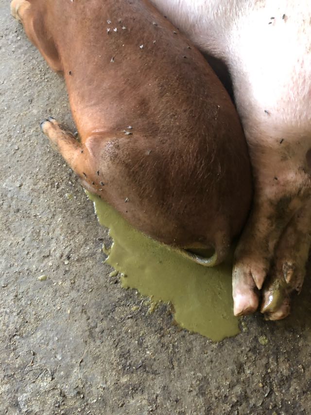 请问怎么猪拉稀屎像绿色水怎么治疗