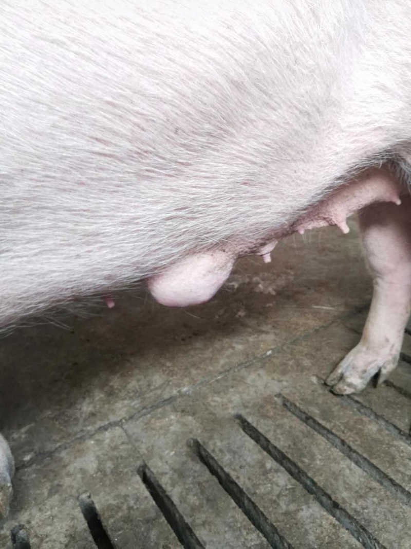 母猪无乳症图片