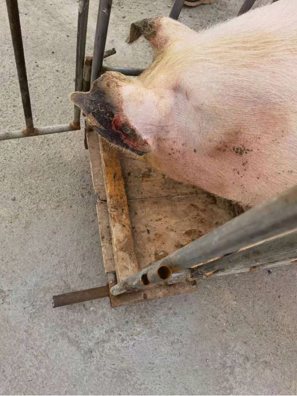 2020-12-17 共计8人回答 提交              考虑一下坏死杆菌,用紫