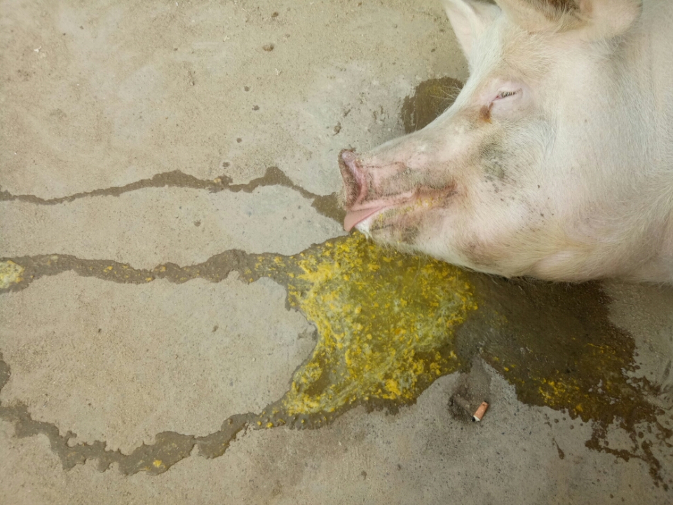 请问我的这个母猪昨天吃食少,今天早上吐黄色水