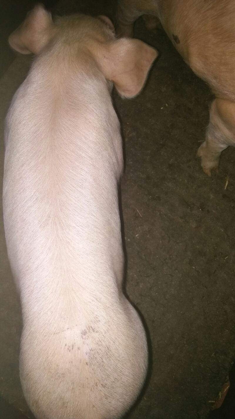 猪病通-猪病问答-问题描述