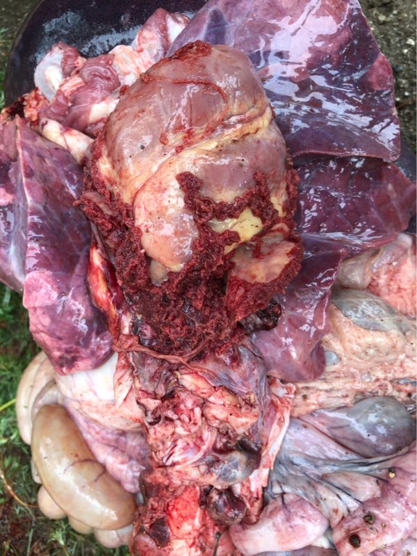 今天早上突然死了一头猪,刨开心脏周围有这些东西,什么病