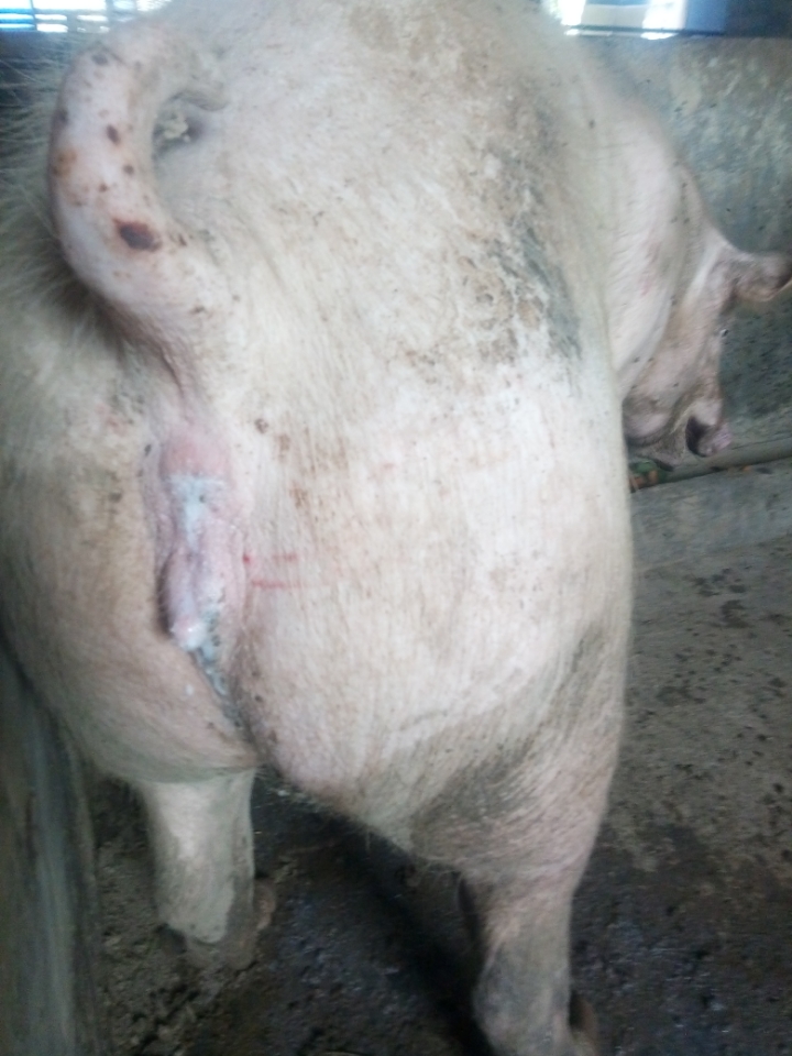 母猪流豆腐渣液体图片图片