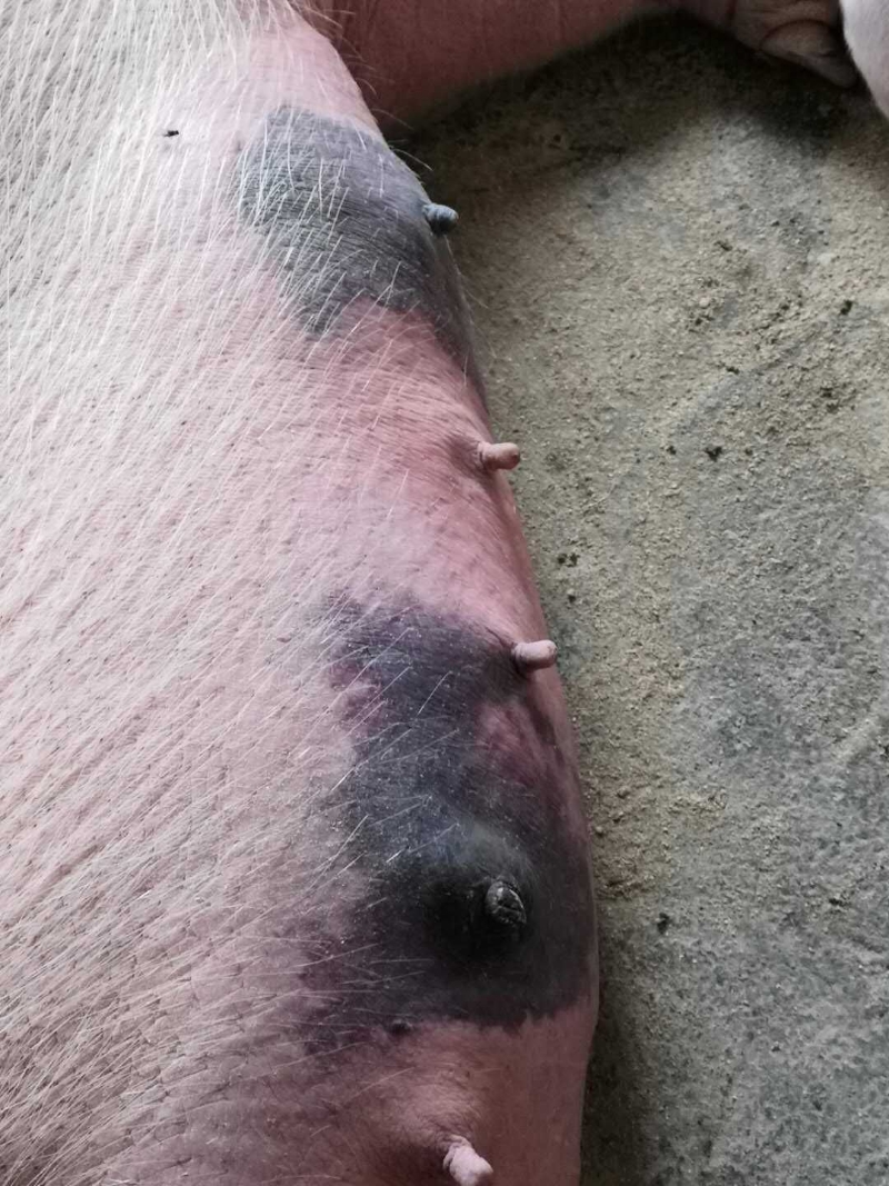 仔猪为什么三天定乳头