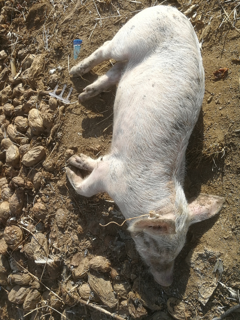 发现小猪打蔫,测量体温36-37度,打了樟脑没有效果,1-2小时候后死亡