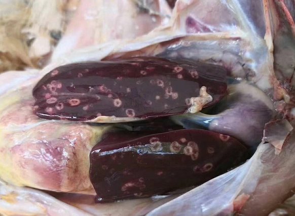 掌握以下4个技巧,养鸡人轻松防治包涵体肝炎!