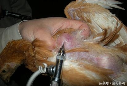 鸡滑囊炎和鸡葡萄球菌容易混淆,如何鉴别与防治?