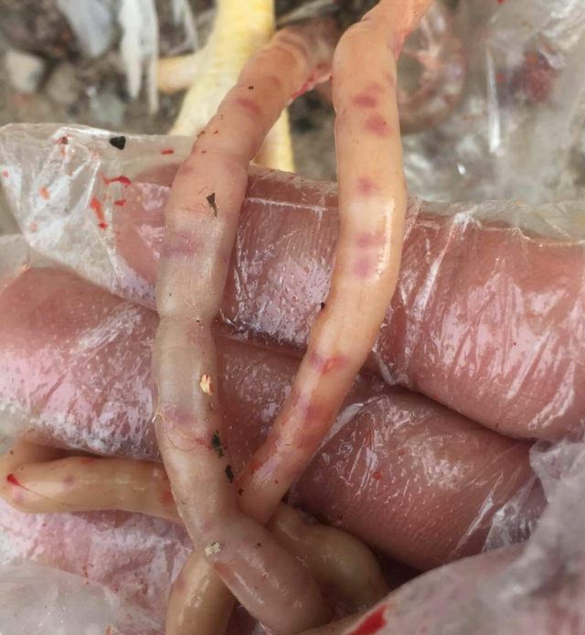 鸡肠毒综合征怎么有效防治?学会这5招,养鸡人不再怕了!