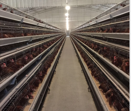 老兽医:生石灰在养鸡中的药用大全,农村养鸡人快看看