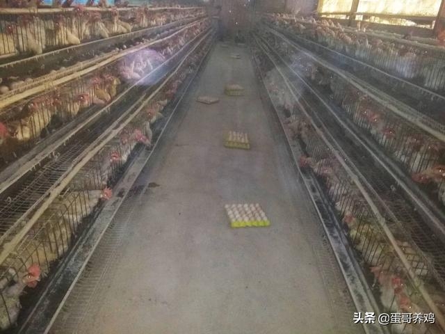 河北邢台蛋鸡场