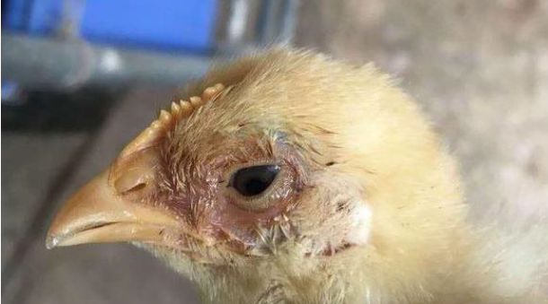 老兽医:10个鸡群高发病"一病一药"汇总,建议养鸡人都看看