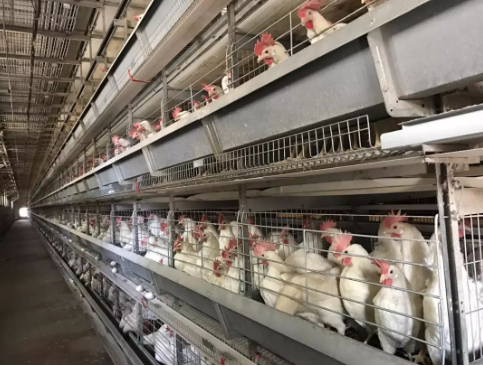 1分钟了解3种钙源的优缺点和用法