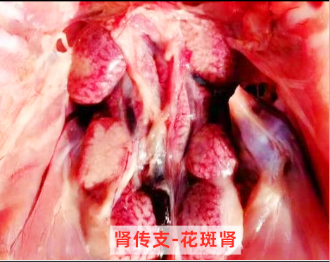 https://files.nxin.com/public/jiagong/2021/1/25/68/644f5114-6e2f-4950-bd18-d863cc815eeb_m.png