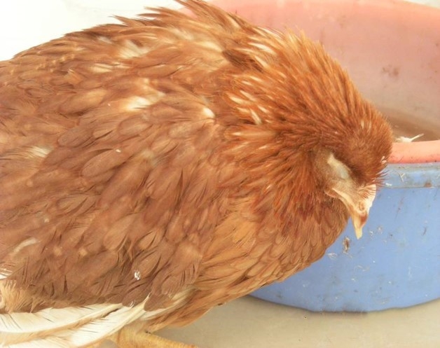 养鸡人掌握以下4点,轻松防治解剖病死鸡,可见腹腔内有大量蛋黄液或