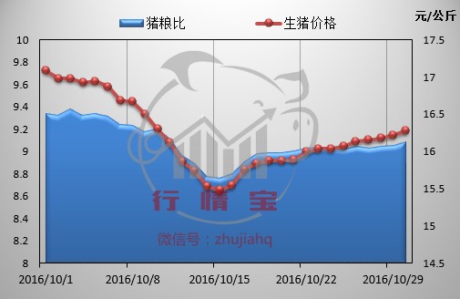 豬價能漲到何時?養豬人能否主導後市?