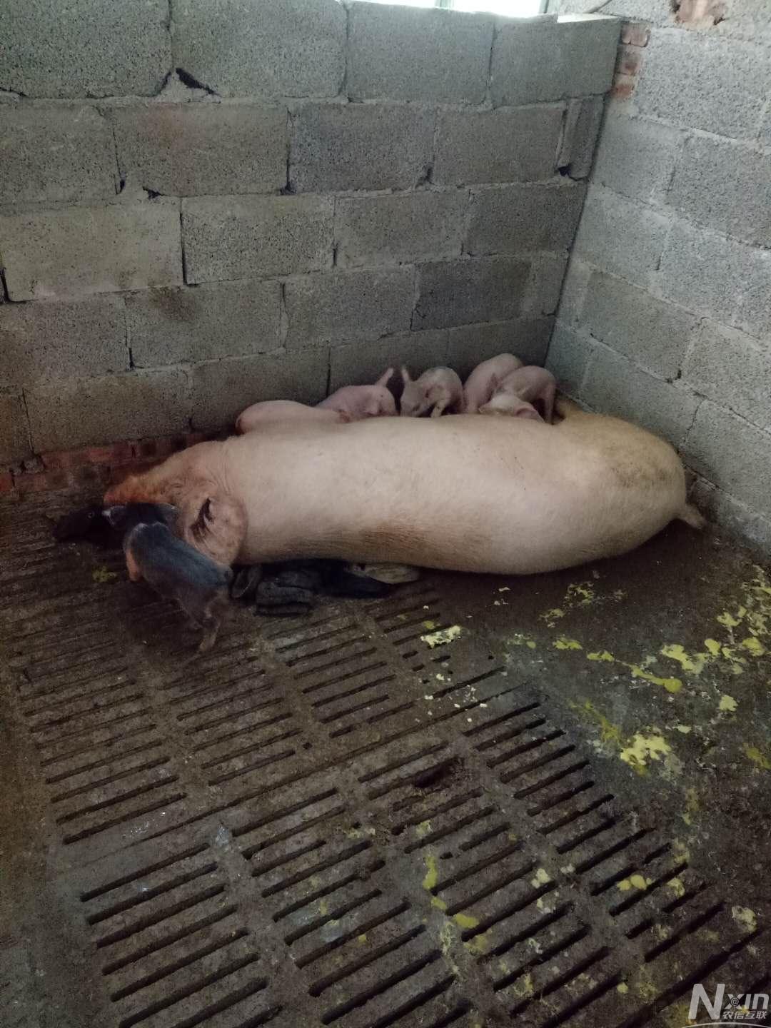 下崽一个星期了,猪崽拉肚子,母猪这两天不吃什么原因,应该给它用什么