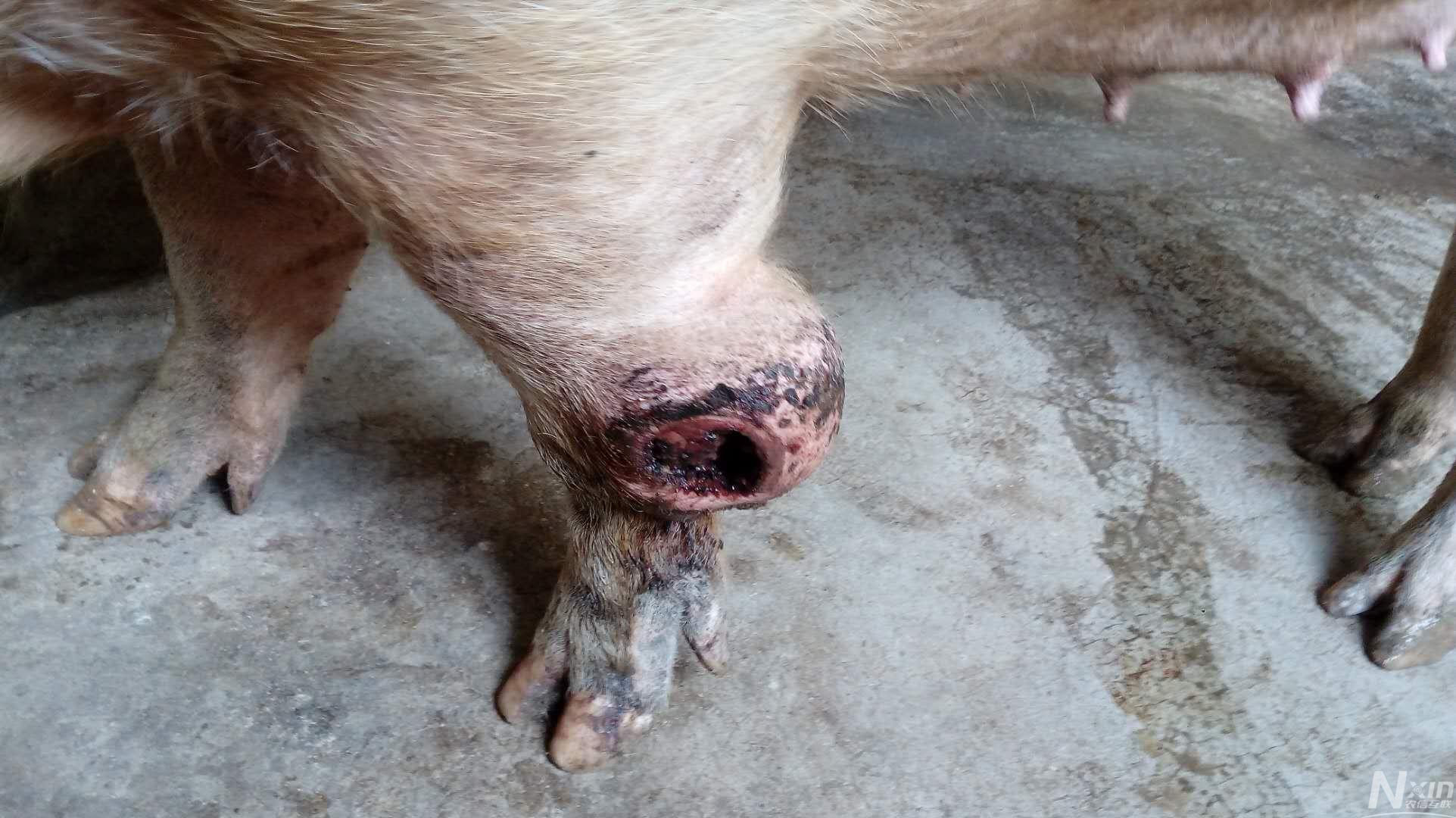 在100斤左右的后备母猪前脚关节肿大,流脓,用了连霉素,产仔一胎,这