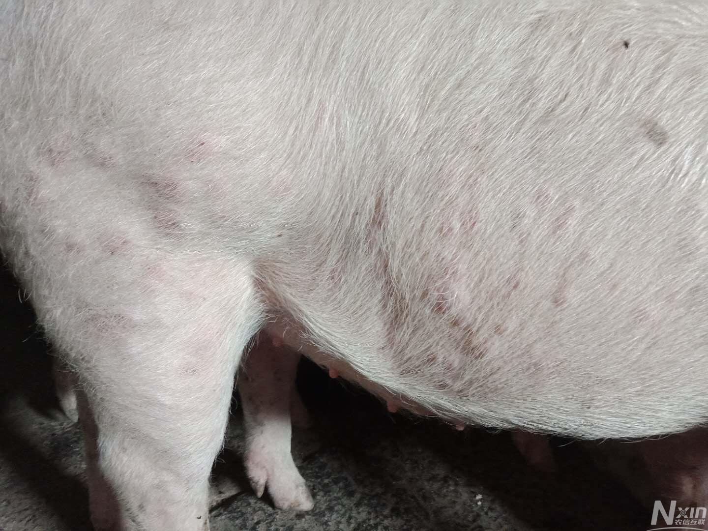 母猪皮肤病图片