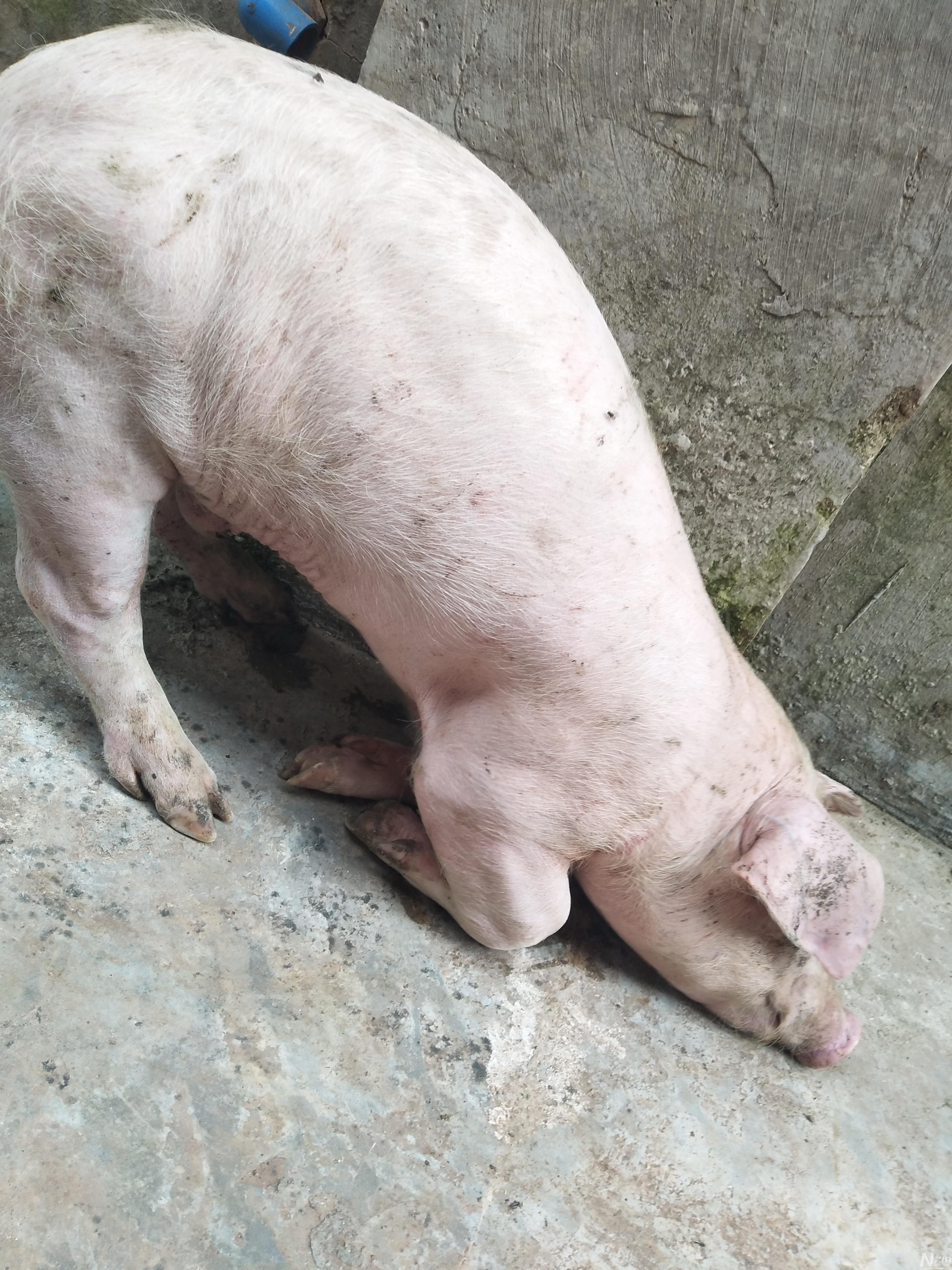 猪病通-猪病问答-问题描述