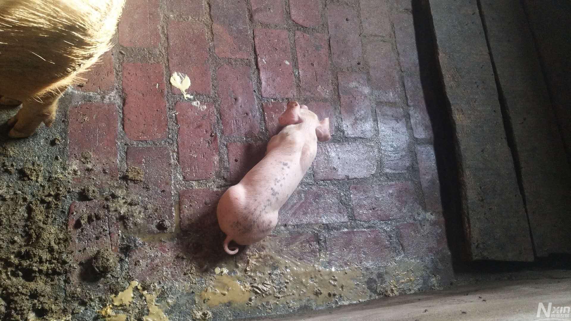 小猪生产二十天,持续拉稀,黄痢,喂药,打针都弄了,还是不好,一直拉黄的