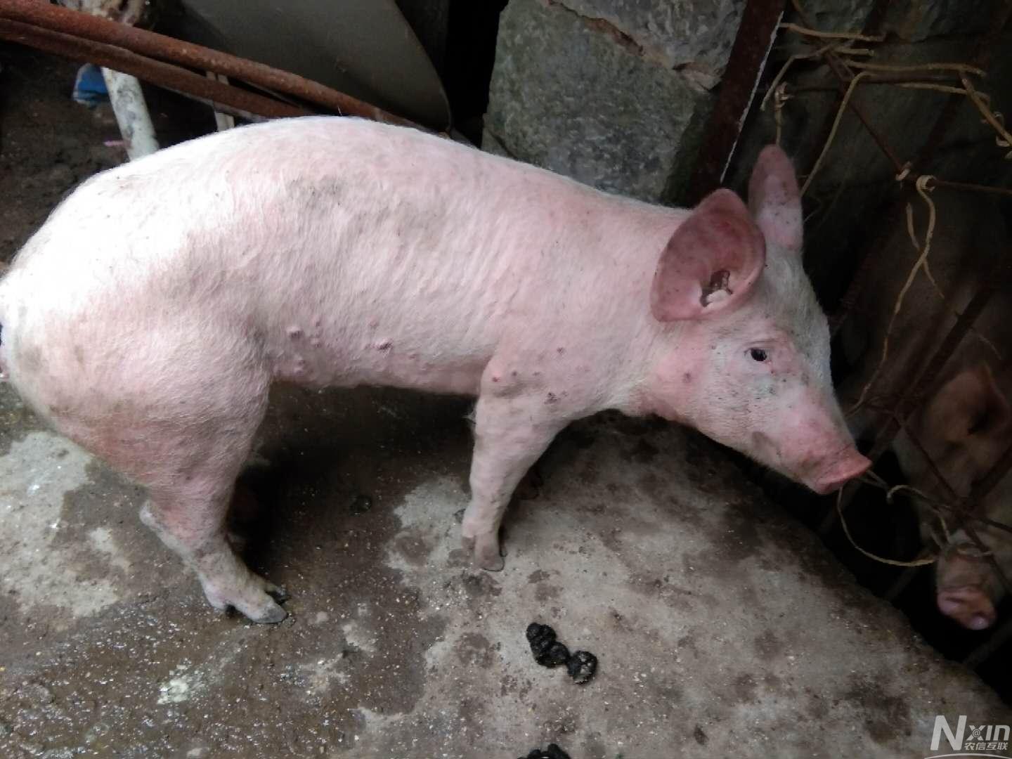 一个月前身上长一些黄痘,以为是蚊子咬的,猪也正常,现在猪身上发红,痘