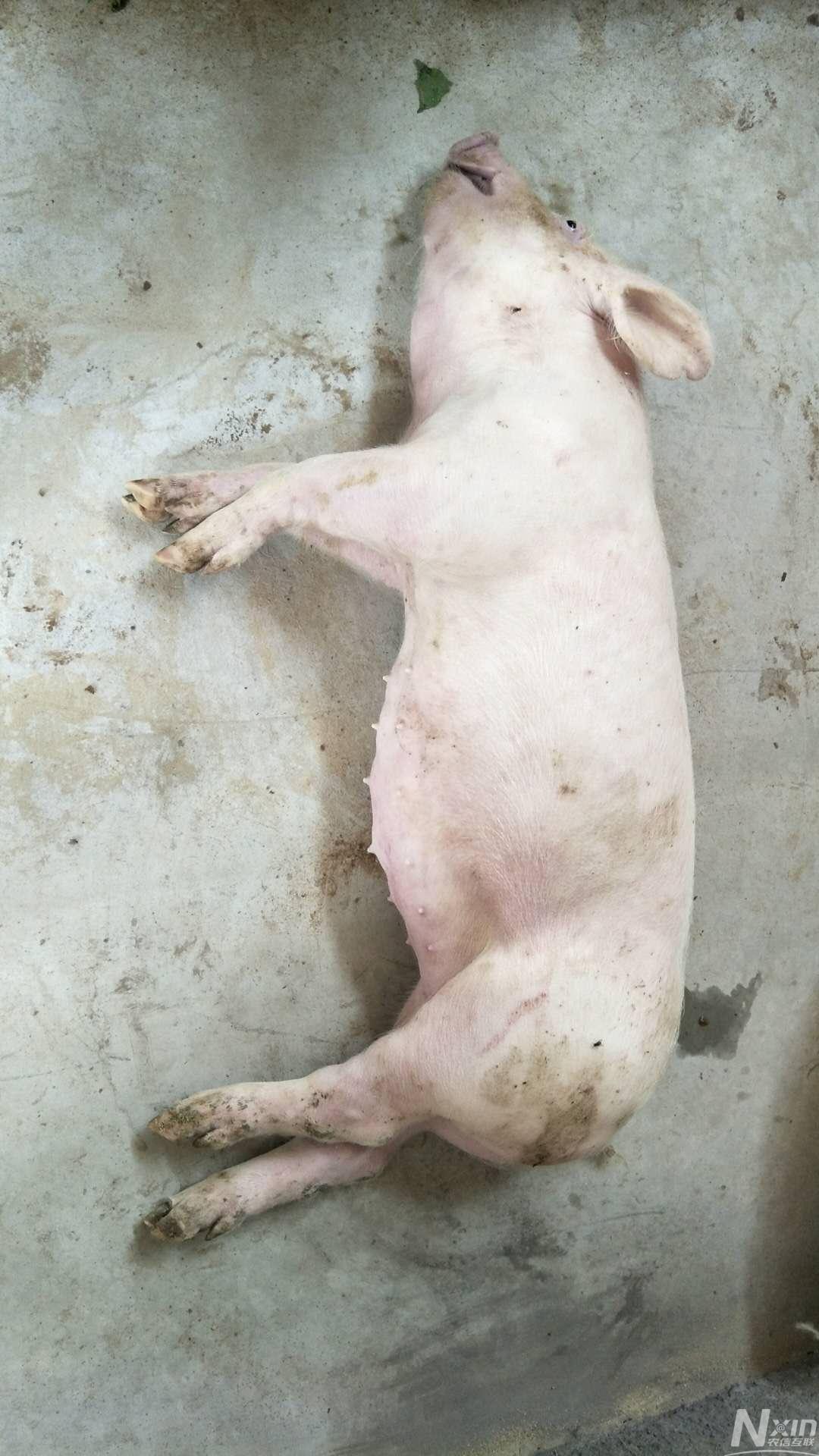猪中毒死亡症状图片