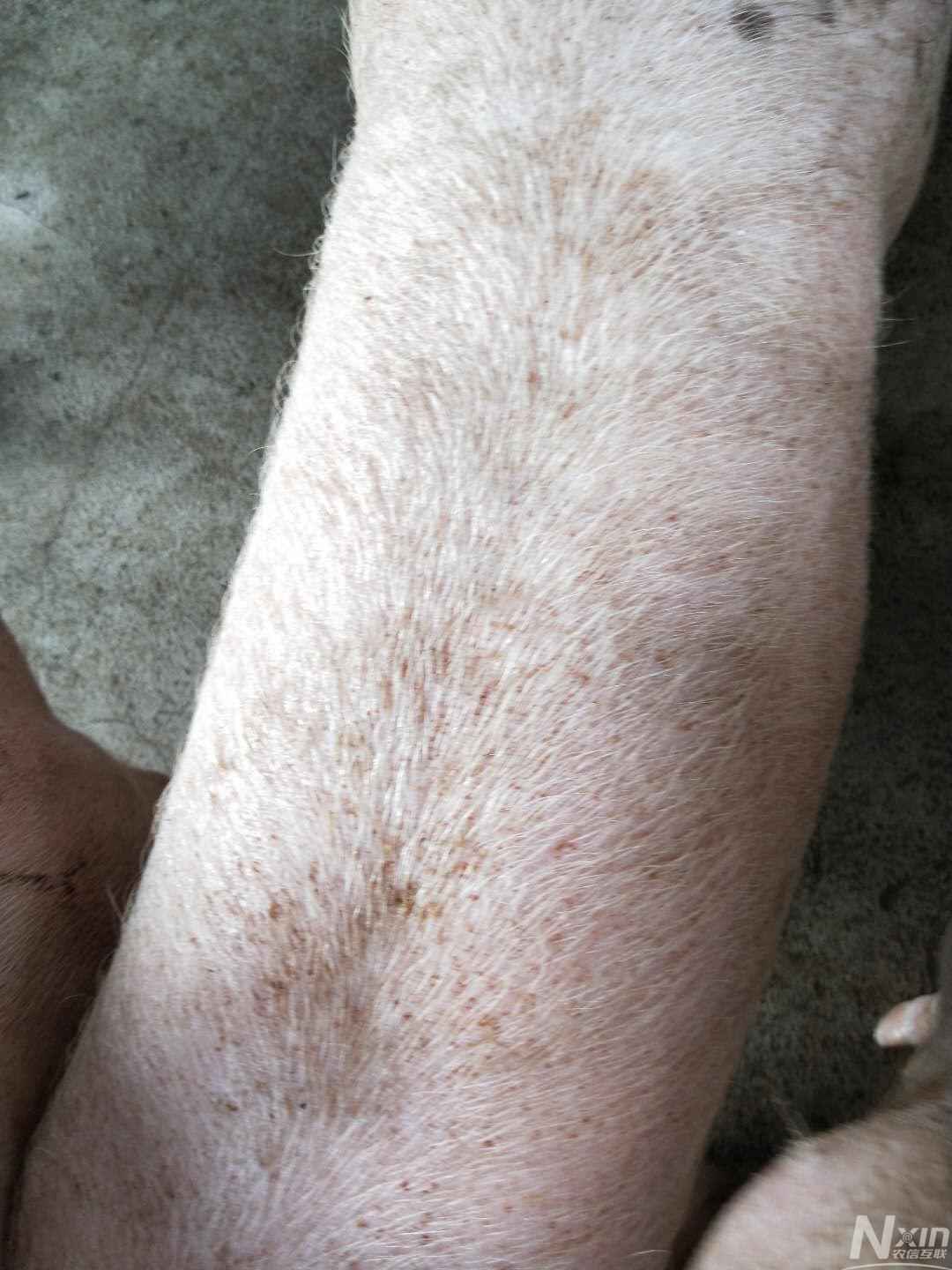 请问这只猪身上有铁锈一样的出血点,粪便不成形,精神也不是太好而且还