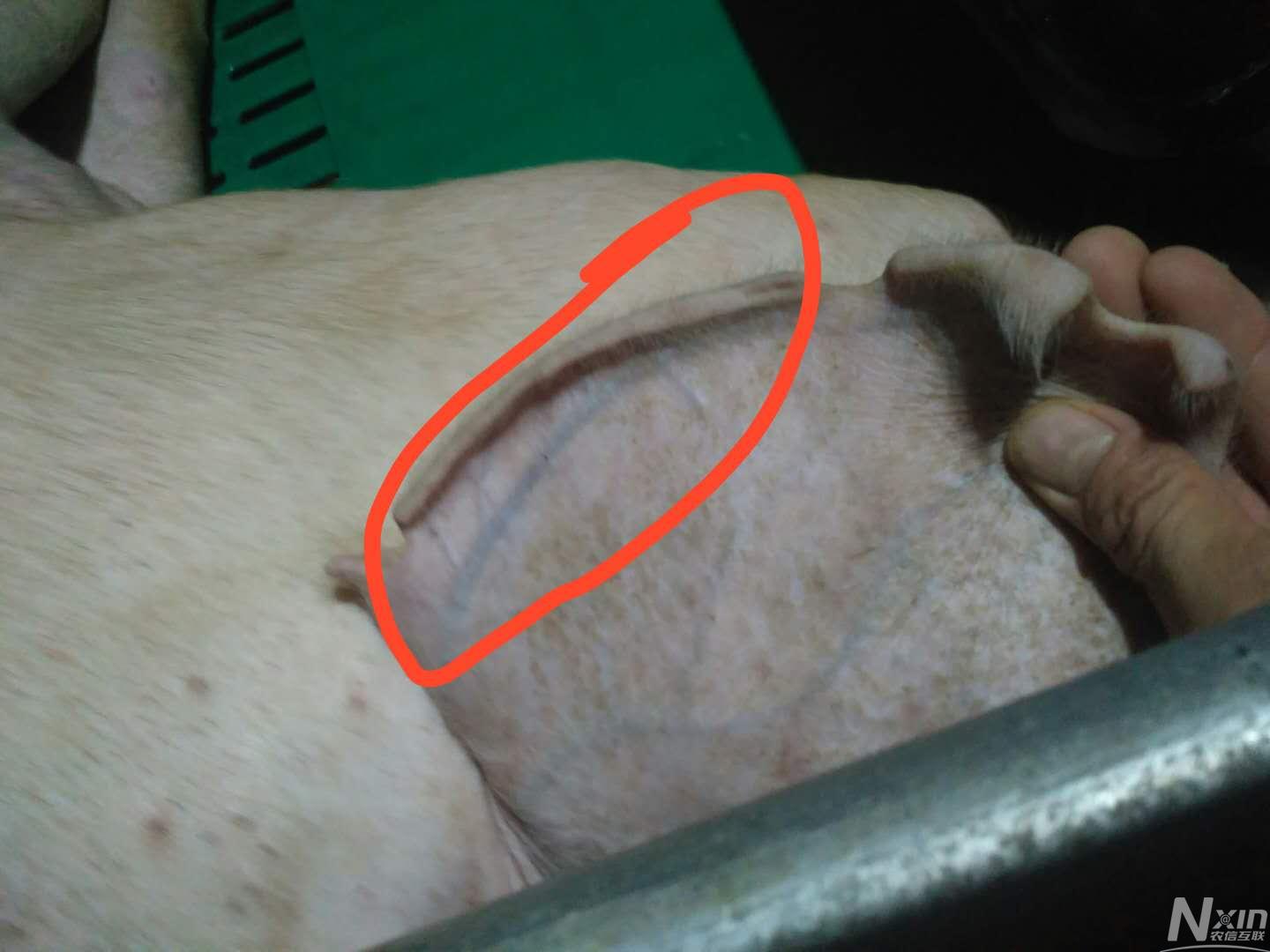 老师,猪打吊针扎这条血管是吗