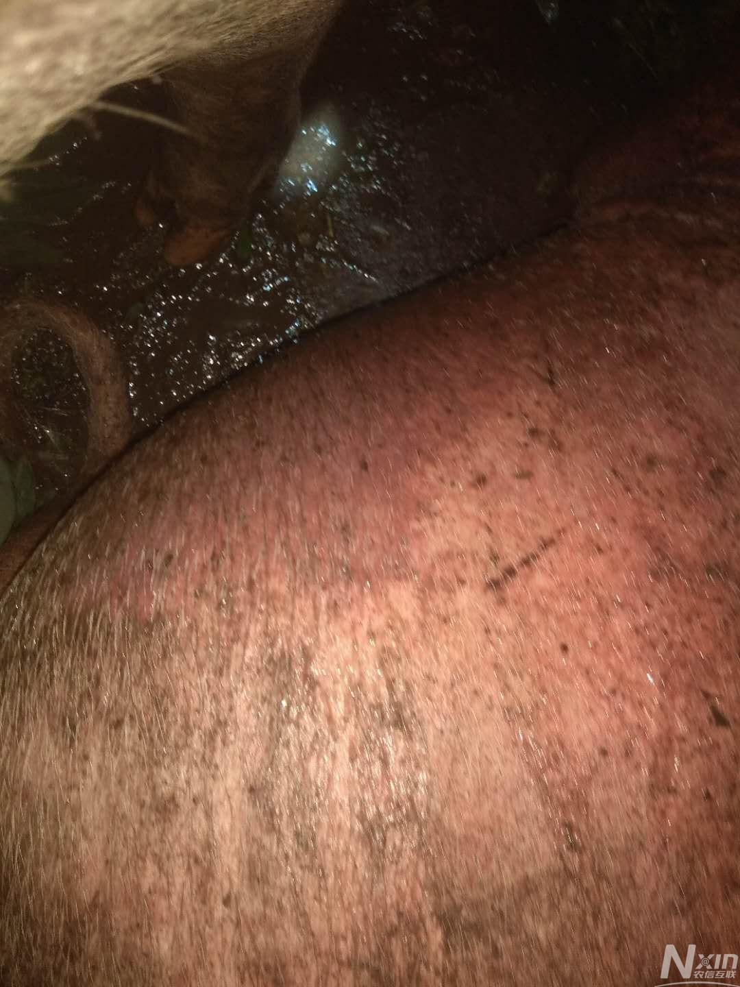 不吃,腹部臀部皮肤红,起紫泡