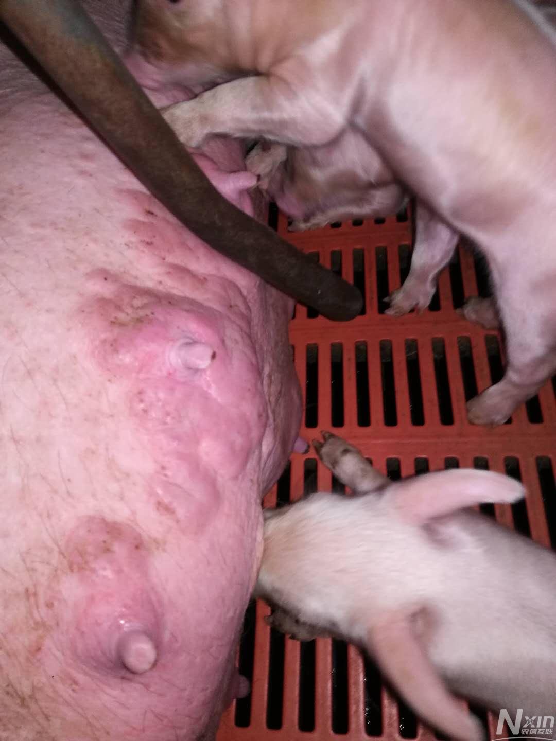 哺乳母猪乳房有肿胀硬化疹块!