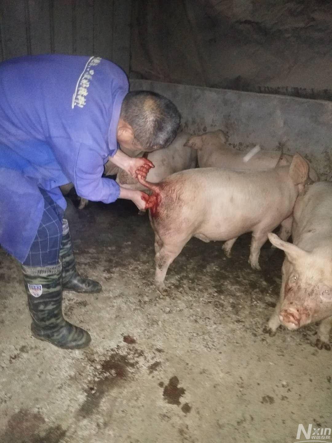 各位老师好,这头猪的肛门脱出来好像是肠子,我们这边叫脱肛,请问有