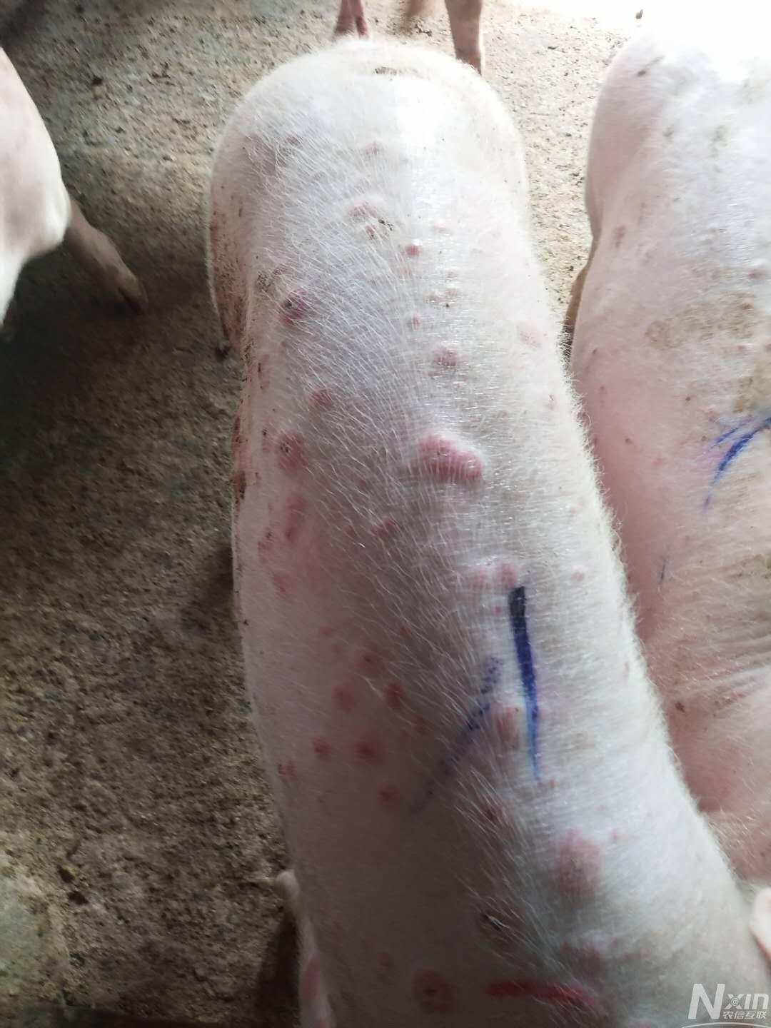 猪皮肤上有红斑和疹块图片