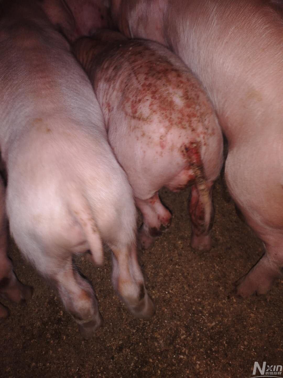 猪回肠炎最明显症状图片