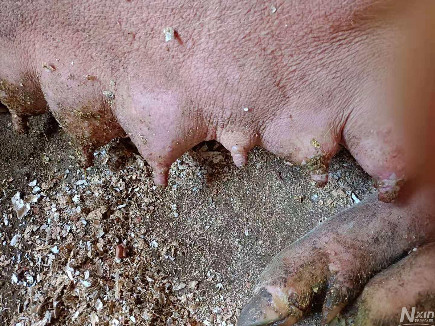 刚刚给小猪断奶的母猪,乳房奶头出现有烂泡,是怎么回事 怎么治疗