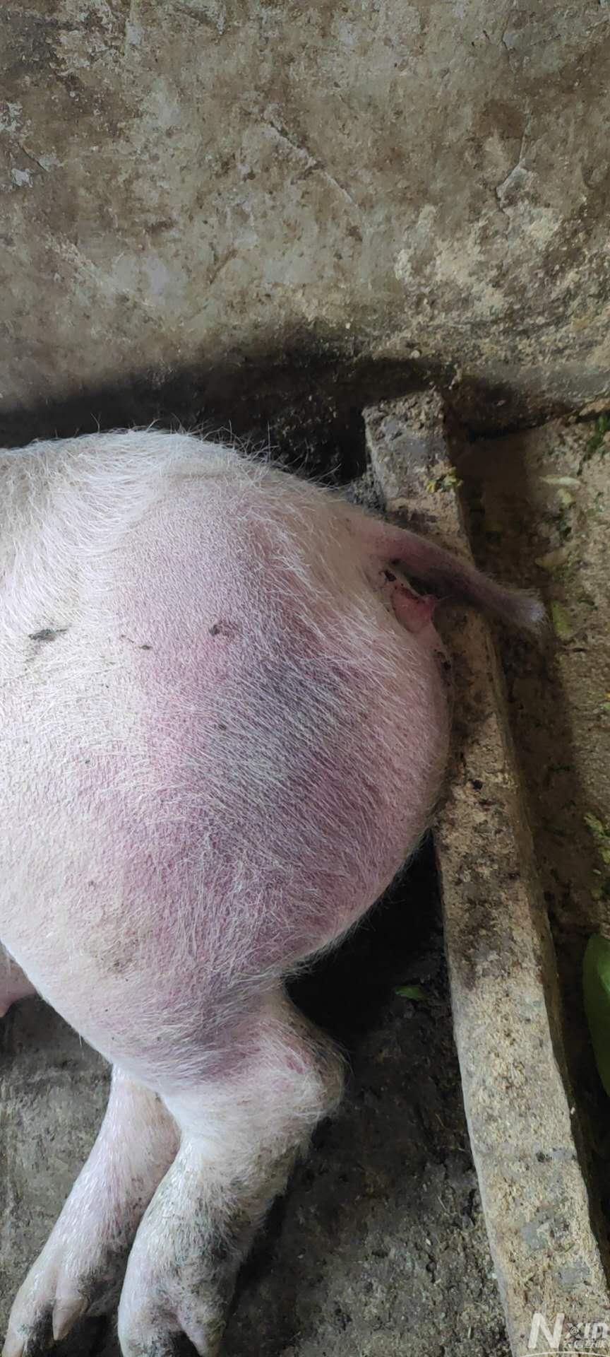 后备母猪,体温39度,身上发紫是怎么回事?